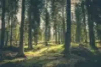 Grünes Gras Auf Wald